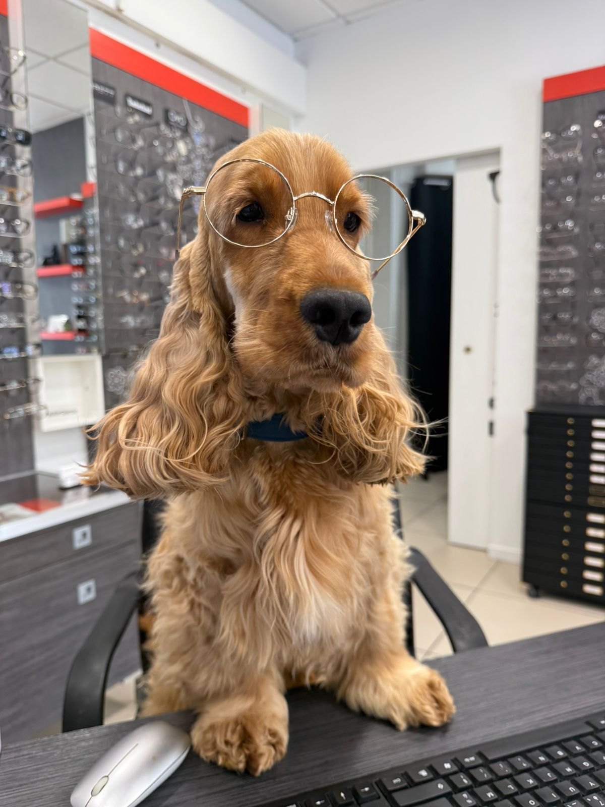 Uyguens, notre mascotte canine